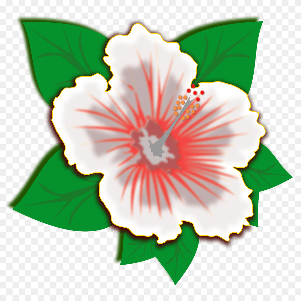 White Hibiscus Flower Clipart, Anther, Plant Png