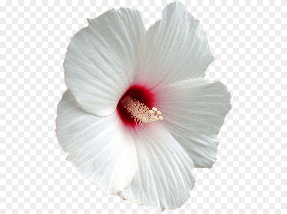 White Hibiscus Flower Transparent, Anther, Plant, Petal, Wedding Png Image