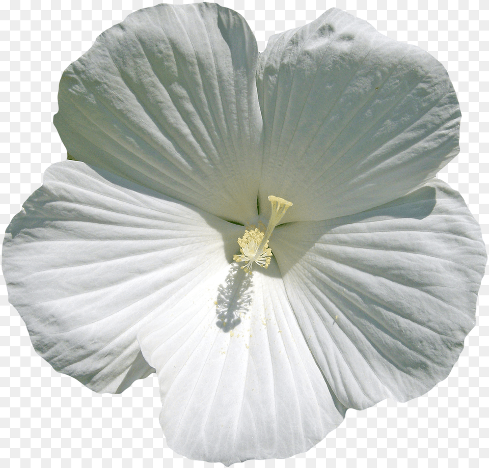 White Hibiscus Flowers, Flower, Plant, Anther, Pollen Free Png Download