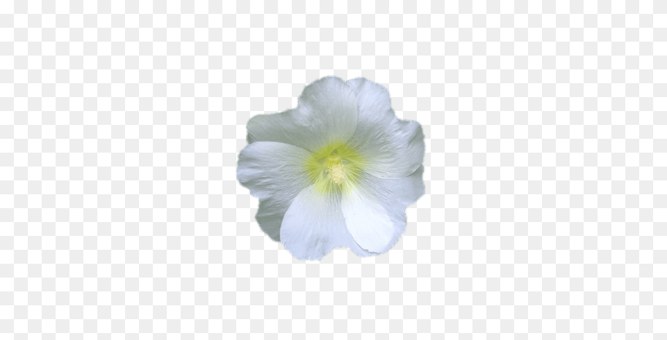 White Hollyhock, Anemone, Anther, Flower, Geranium Free Png