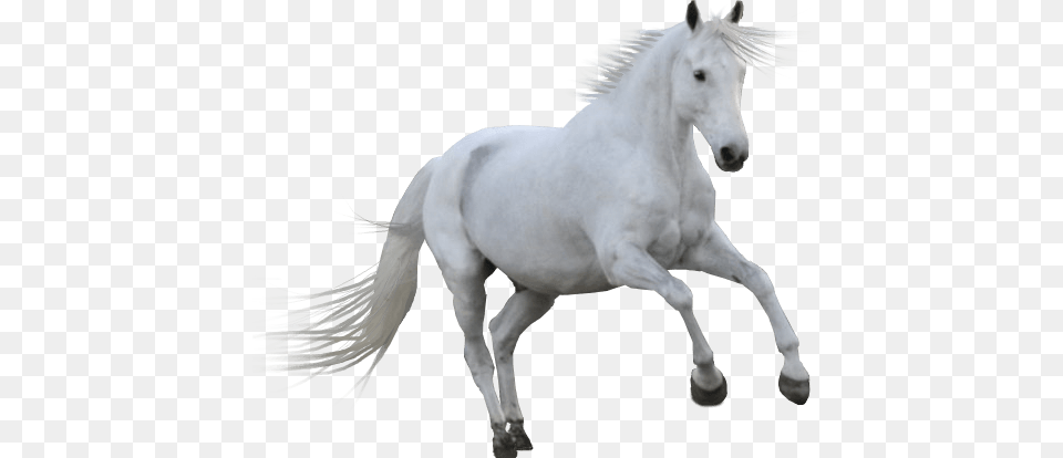 White Horse, Animal, Mammal, Stallion, Andalusian Horse Png Image