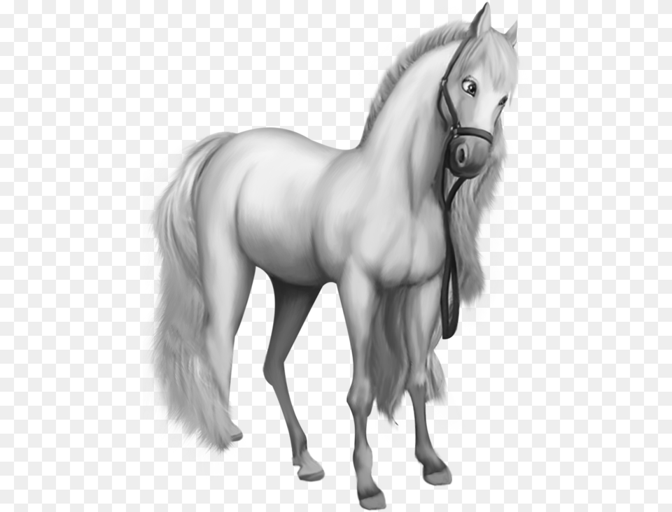 White Horse Clipart, Animal, Mammal, Stallion Png Image