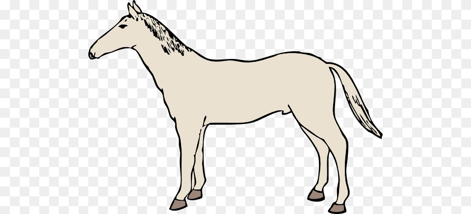 White Horse Clipart, Animal, Colt Horse, Mammal Png