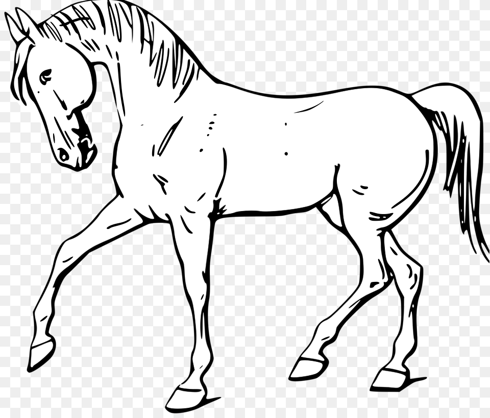 White Horse Clipart, Animal, Colt Horse, Mammal, Adult Free Png