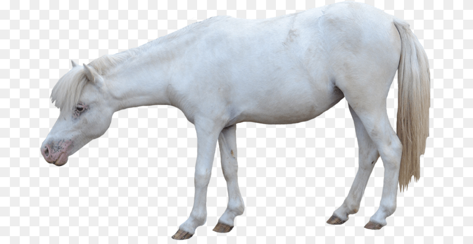 White Horse Foals In White Background, Animal, Mammal, Stallion, Colt Horse Free Png Download
