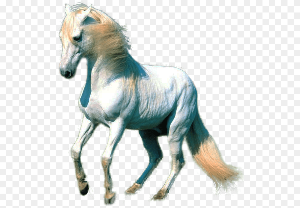 White Horse Horse For Photoshop, Animal, Mammal, Stallion Free Transparent Png
