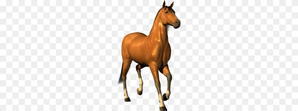 White Horse Image Picture Transparent Background, Animal, Colt Horse, Mammal, Smoke Pipe Free Png Download