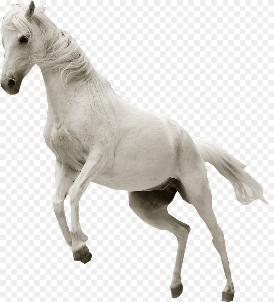 White Horse No Background, Animal, Mammal, Colt Horse, Stallion Free Transparent Png