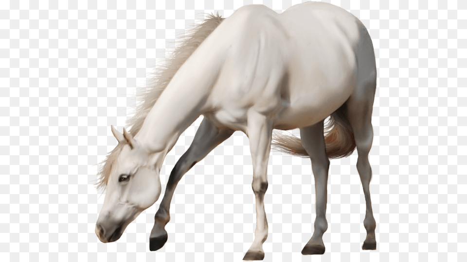 White Horse No Background, Animal, Mammal, Stallion, Colt Horse Png