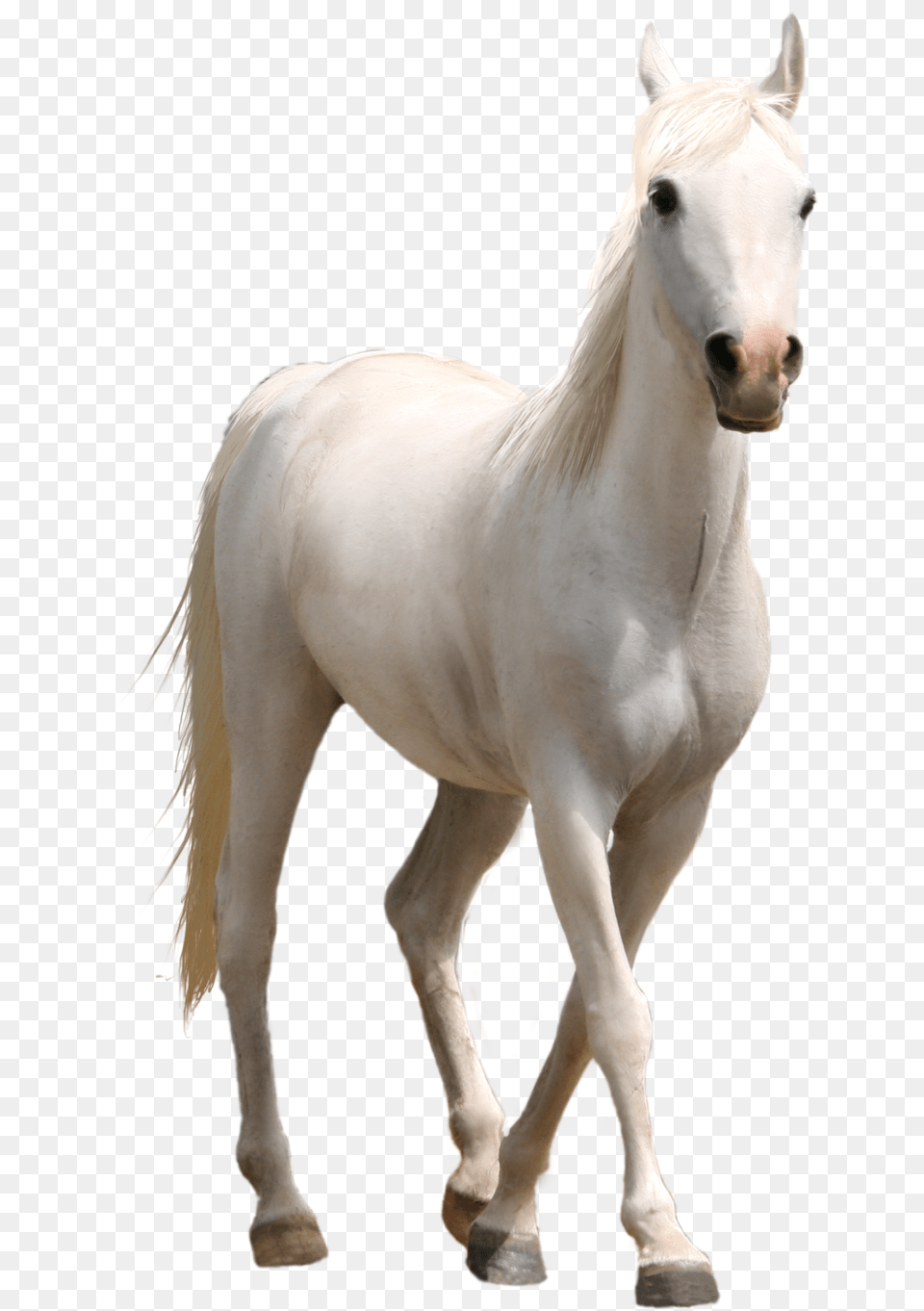 White Horse Real White Horse, Animal, Mammal, Stallion, Colt Horse Free Png