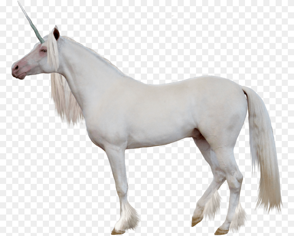 White Horse Side View, Animal, Mammal, Stallion, Colt Horse Free Png
