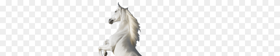 White Horse Standing On Two Legs Transparent Animal, Mammal, Stallion, Adult Png Image