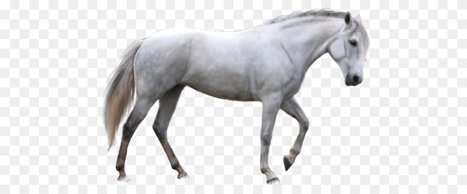 White Horse Transparent Background, Andalusian Horse, Animal, Mammal, Stallion Free Png Download