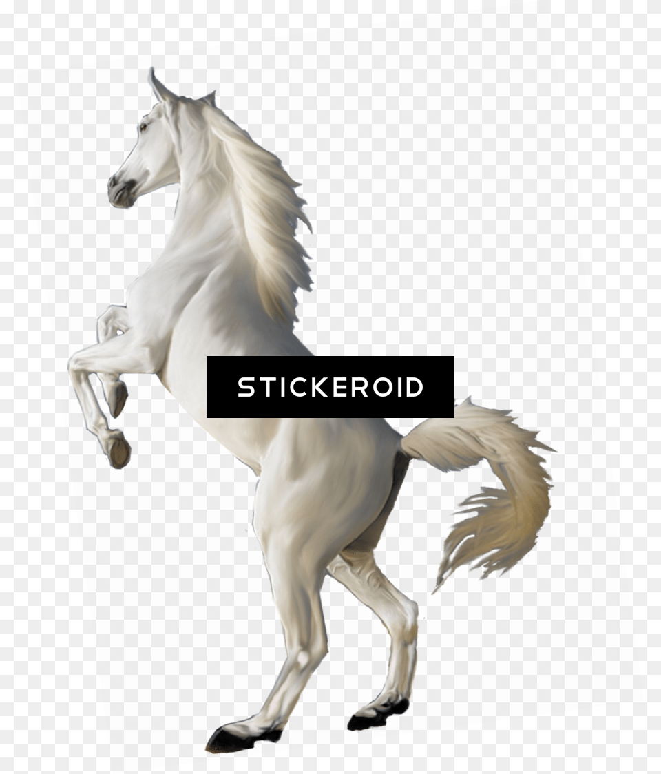 White Horse Transparent Background Real White Horse, Animal, Mammal, Stallion, Colt Horse Free Png Download