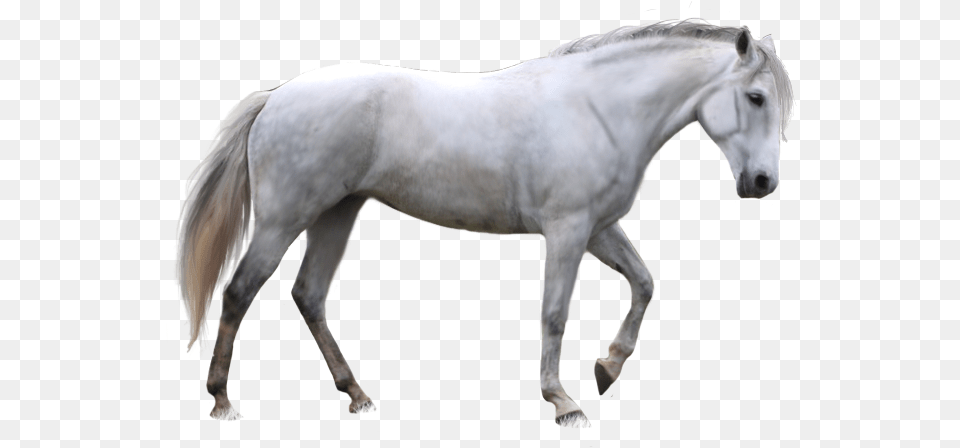 White Horse White Horse Transparent Background, Andalusian Horse, Animal, Mammal, Stallion Free Png