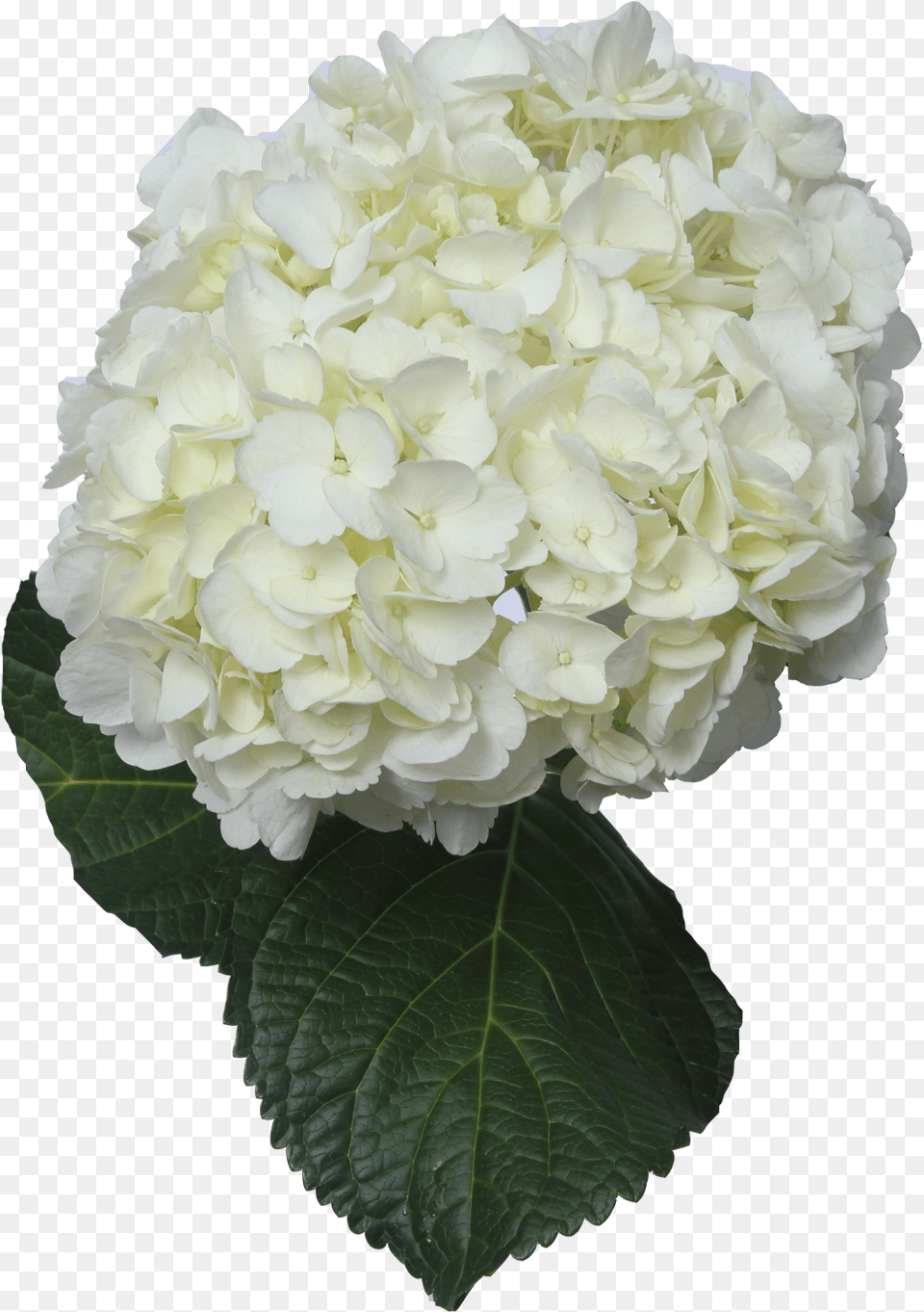 White Hydrangea Flower, Flower Arrangement, Flower Bouquet, Geranium, Petal Free Transparent Png