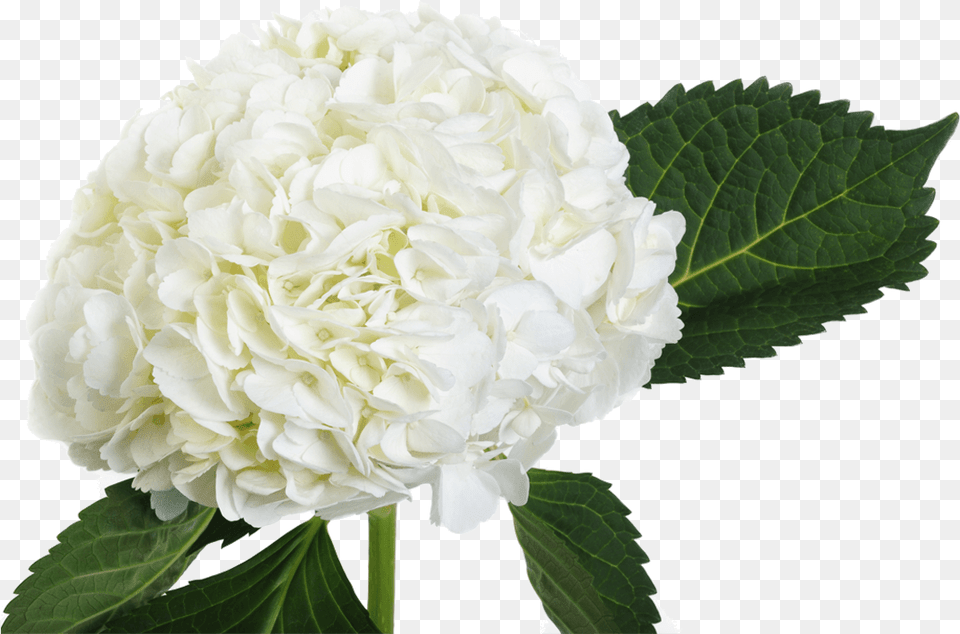White Hydrangea Single Stem, Flower, Plant, Rose, Dahlia Png Image