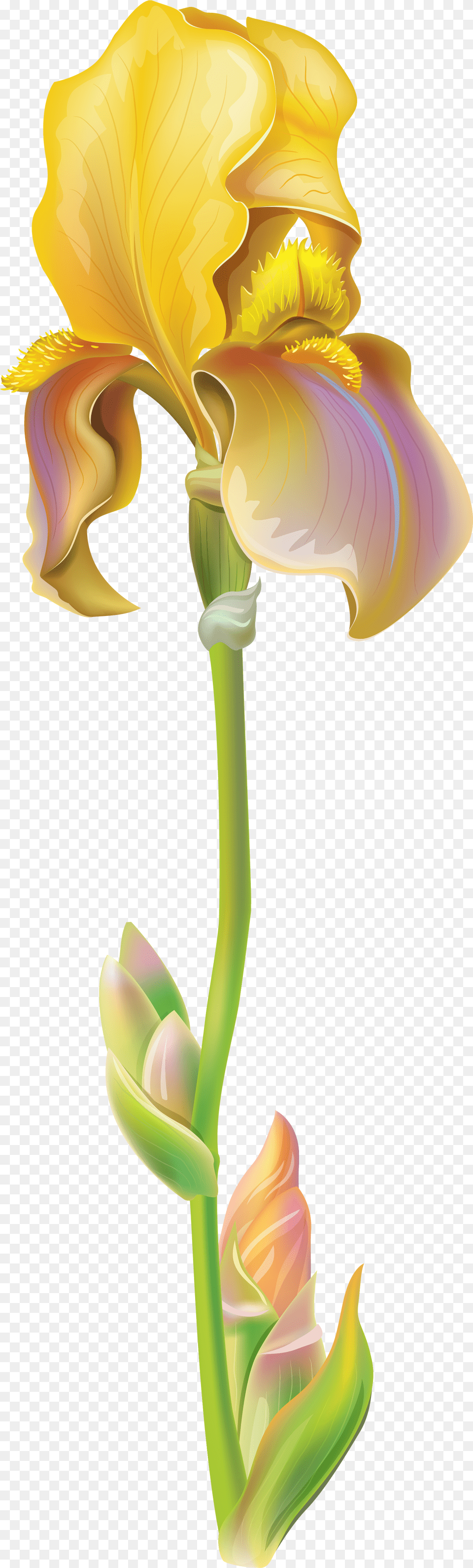 White Iris Flower, Petal, Plant, Adult, Female Png