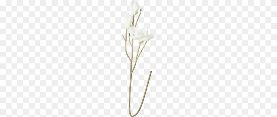 White Java Cotton Artificial Flower S12 Owl, Plant, Flower Arrangement, Petal, Chandelier Free Transparent Png