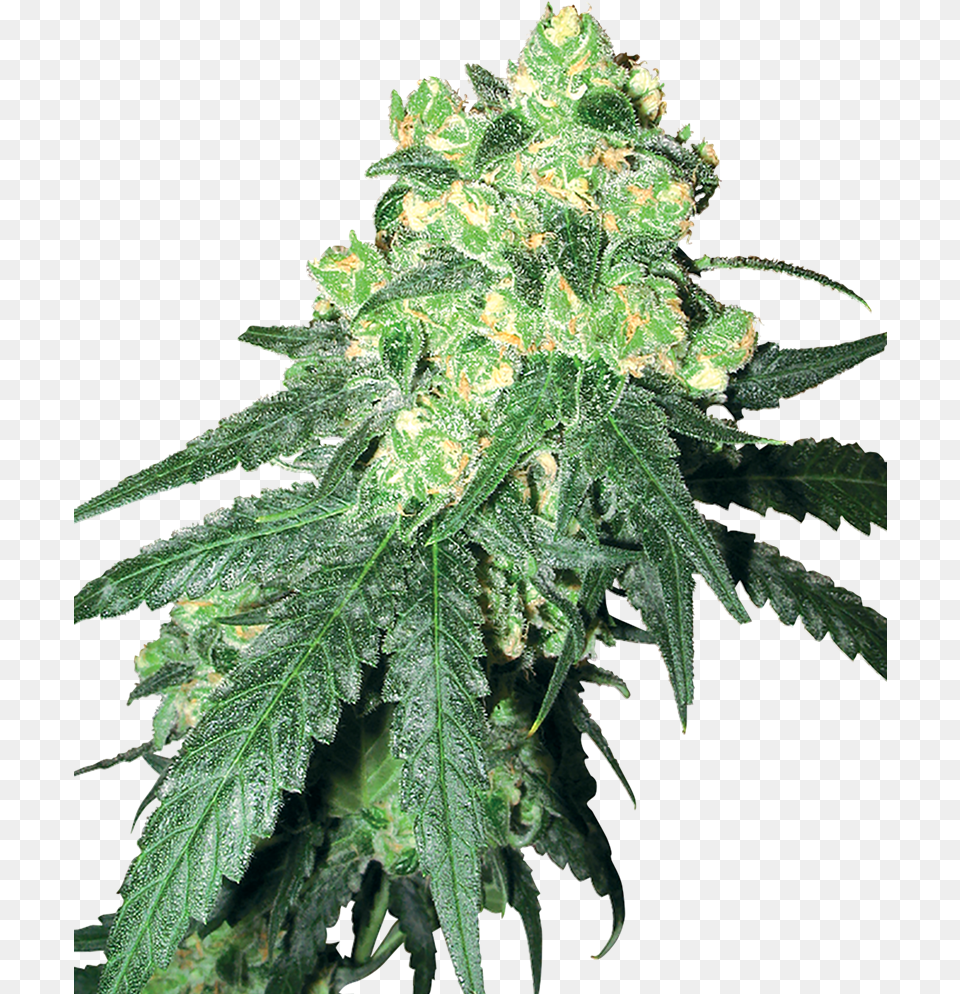 White Label Rhino, Leaf, Plant, Hemp, Weed Png Image