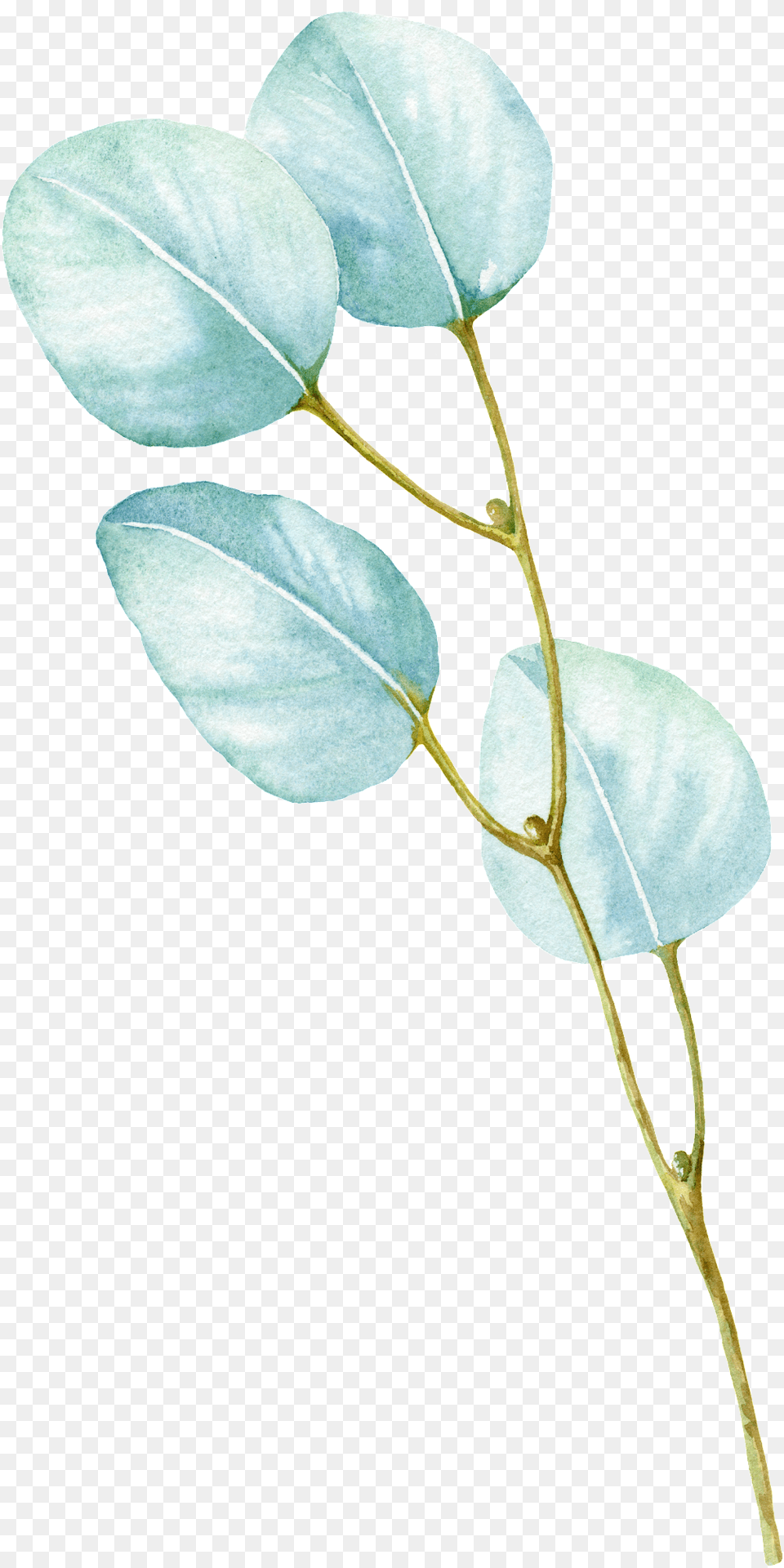 White Leaf Cartoon Transparent Twig, Plant, Flower, Tree, Potted Plant Free Png