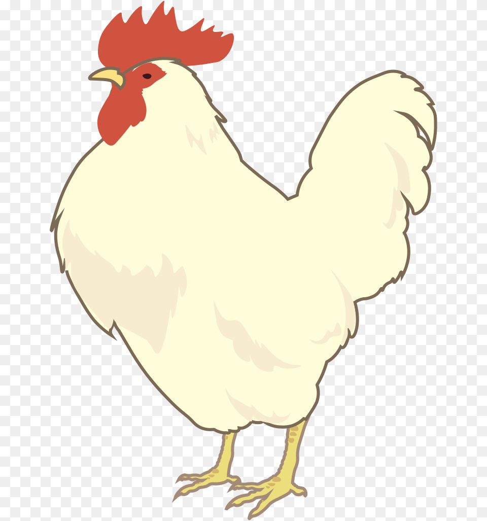 White Leghorn Hen Leghorn Chicken, Animal, Bird, Fowl, Poultry Free Png Download