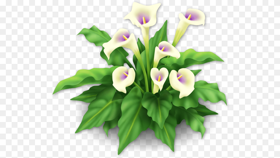 White Lilies, Flower, Plant, Green, Petal Png Image