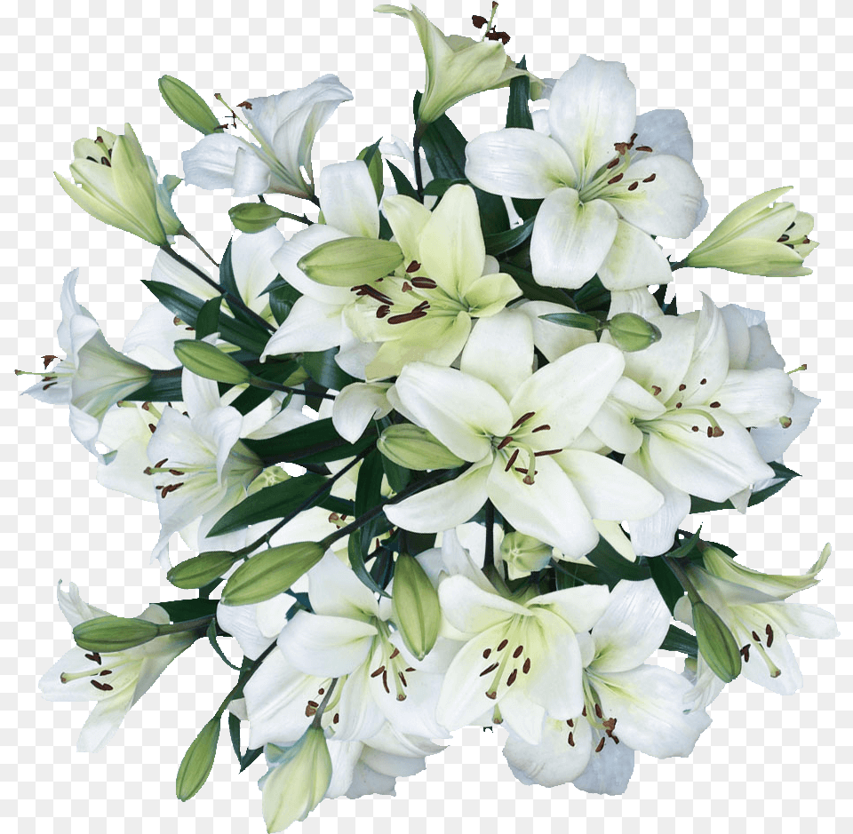 White Lilies Asiatic Lily Flowers Cheap Real White Lilies Flower, Plant, Flower Arrangement, Flower Bouquet Free Transparent Png