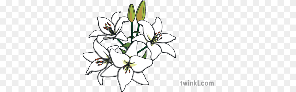 White Lillies Religion Science Flowers Angel Of The North Line Drawing, Anther, Flower, Plant, Lily Free Transparent Png