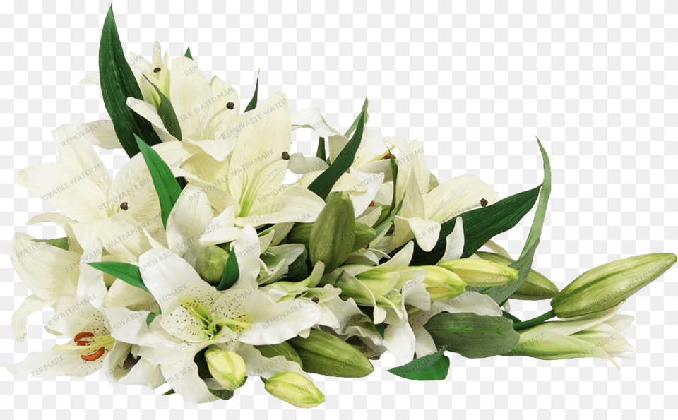 White Lily Bouquet Baby Clothes Dog White Lily Flower, Flower Arrangement, Flower Bouquet, Plant Free Png