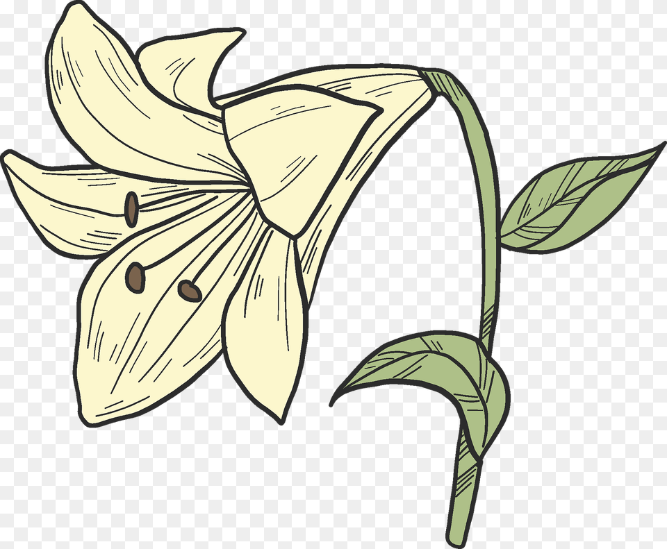 White Lily Clipart, Flower, Plant, Animal, Fish Free Transparent Png