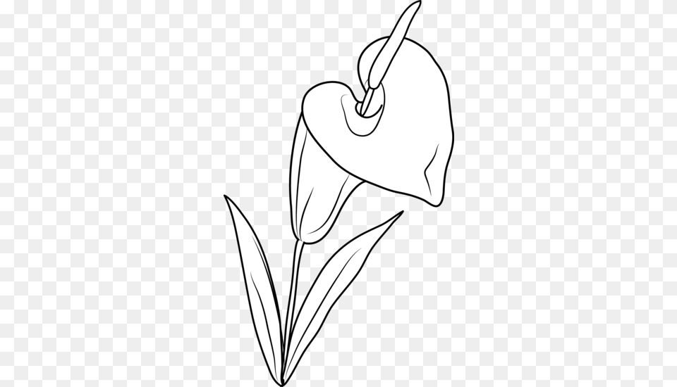 White Lily Clipart, Flower, Plant, Blade, Dagger Free Png