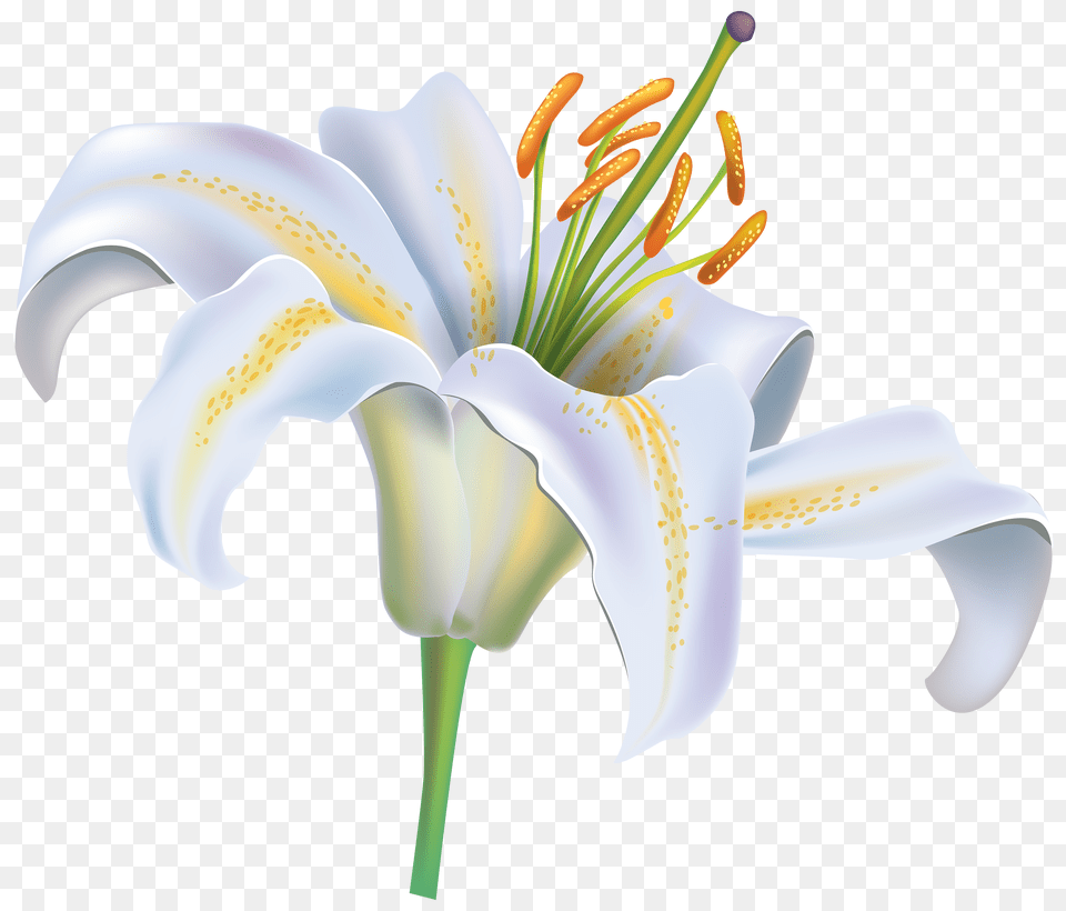 White Lily Clipart No Background Lily Flower Clipart White Lily Flower, Anther, Plant Free Transparent Png