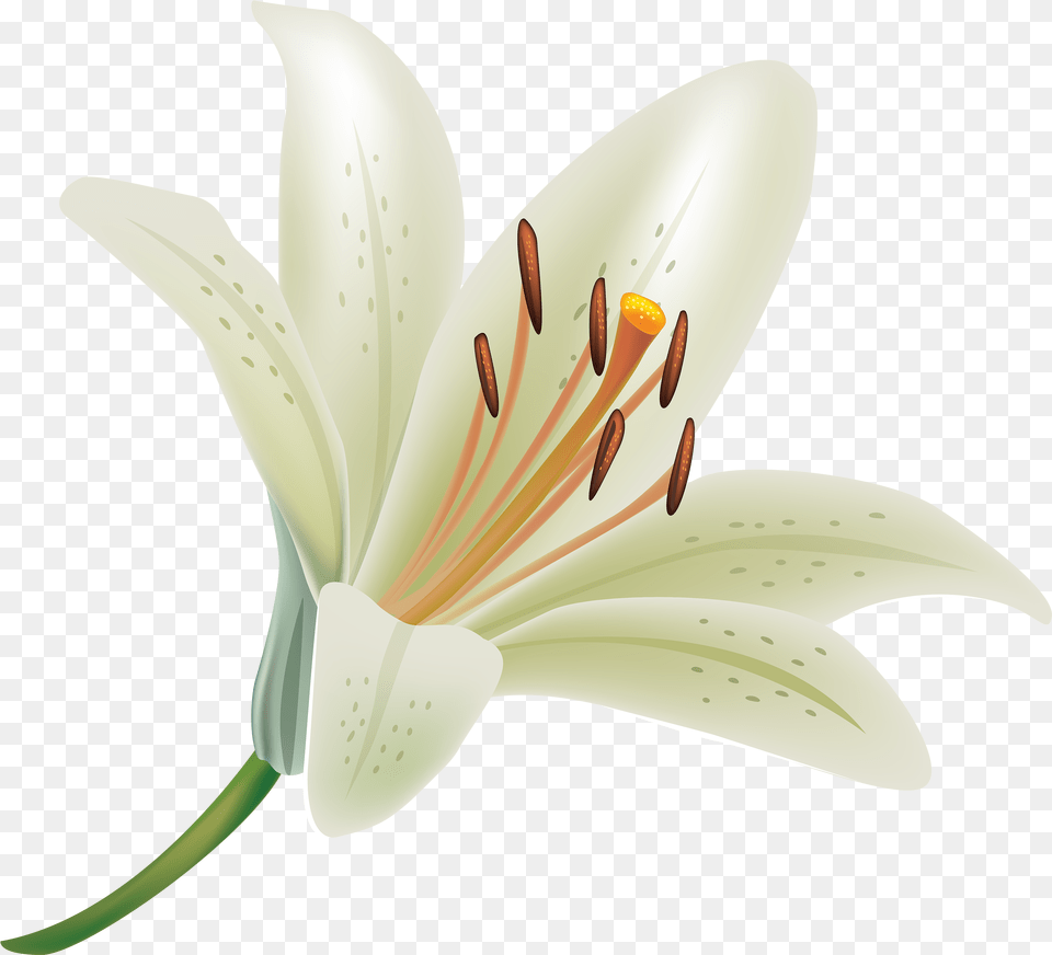 White Lily Flower, Anther, Plant, Appliance, Ceiling Fan Free Png