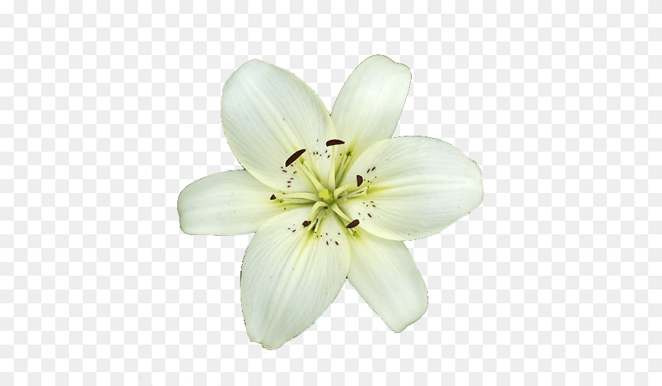 White Lily Flower, Plant, Anther, Pollen Png Image