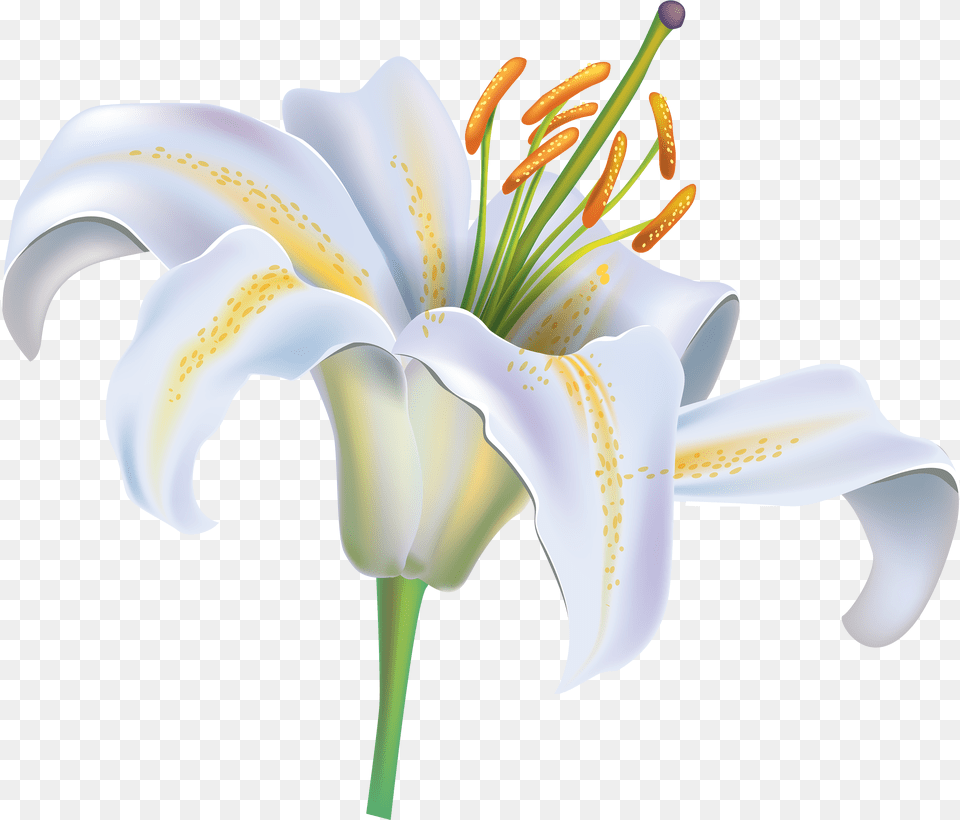 White Lily Flower Clipart Clipart White Lily Flower, Anther, Plant, Pollen Png