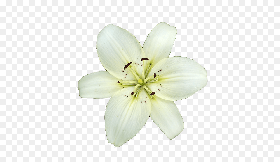 White Lily Flower Lily Flower Transparent Background, Plant, Pollen Free Png