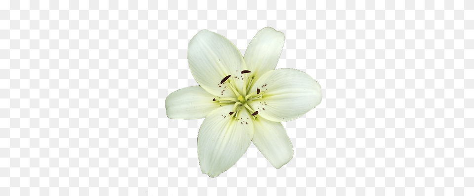 White Lily Flower Transparent Transparent Background White Lily, Anther, Plant, Pollen, Petal Free Png Download