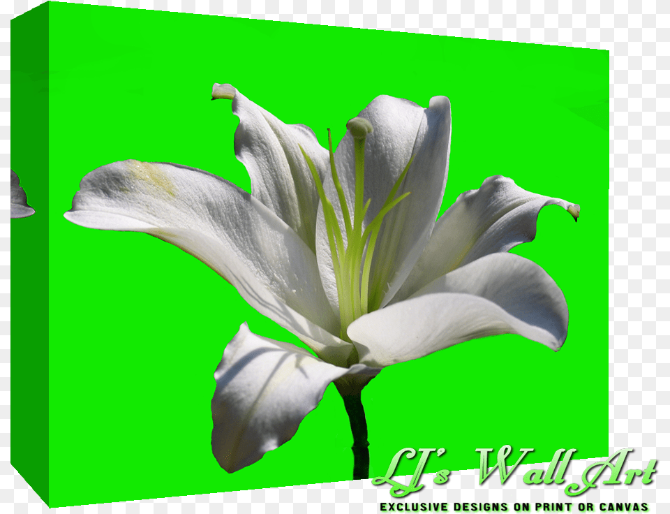 White Lily Flower White Lily Flower, Plant Free Png