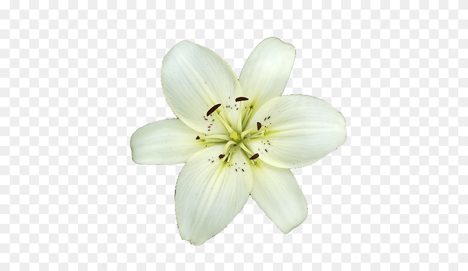 White Lily Flower White Lily Flower Transparent, Plant, Pollen Free Png Download