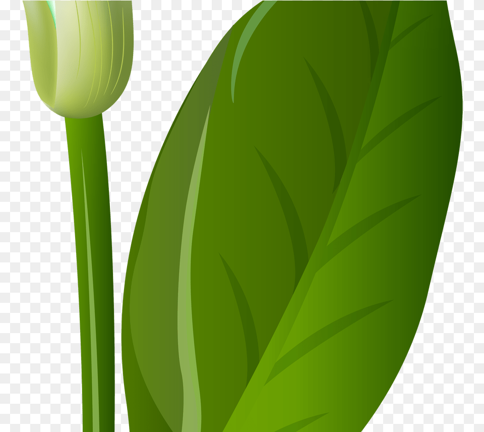 White Lily Flowers Transparent Gardening Clip Art, Bud, Flower, Green, Leaf Png