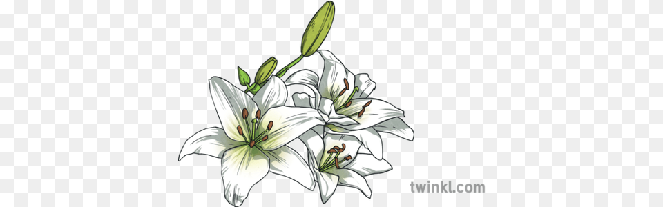 White Lily Lilies Flower Plant Easter Usa Topics Ks2 Stargazer Lily, Anther, Person Png