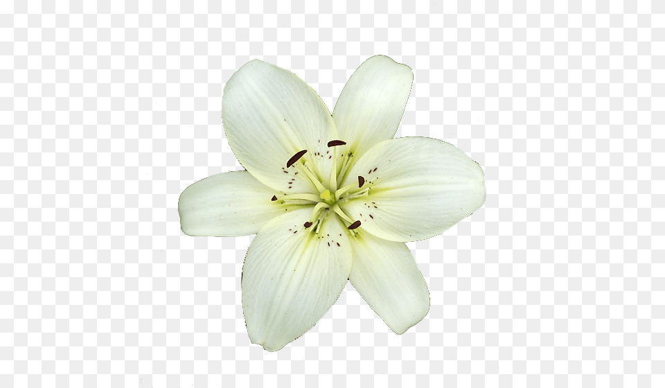 White Lily Anther, Flower, Plant Free Transparent Png