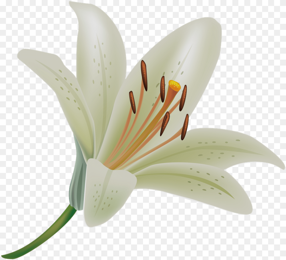 White Lily Background, Anther, Flower, Plant, Appliance Free Transparent Png