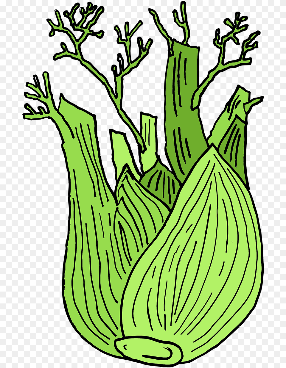 White Line Fennel Cartoon, Food, Produce, Adult, Female Png Image