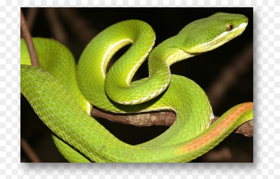 White Lipped Pit Viper Halodhia Viper Green Bamboo Pit Viper, Animal, Reptile, Snake, Green Snake Free Png Download