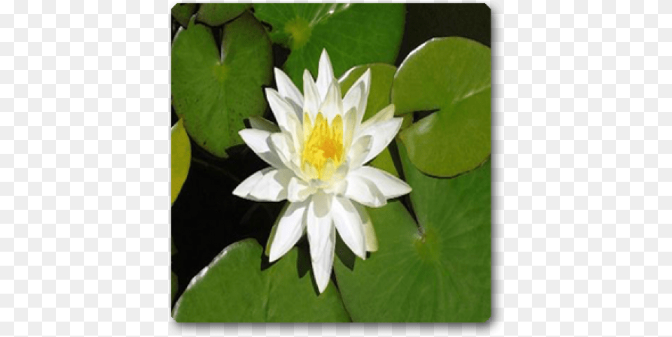 White Lotus, Flower, Lily, Plant, Petal Png Image