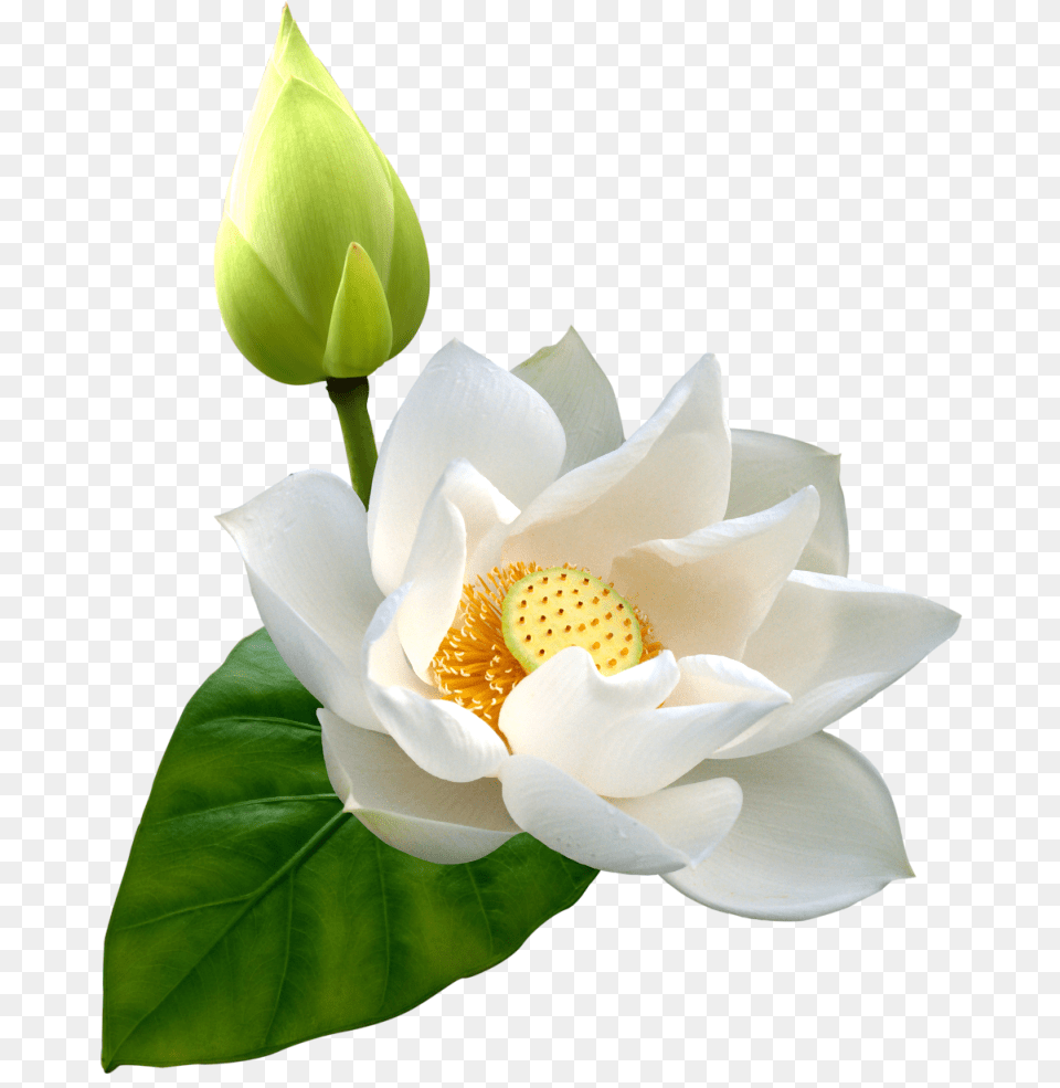 White Lotus Clip Art, Flower, Petal, Plant, Rose Free Transparent Png