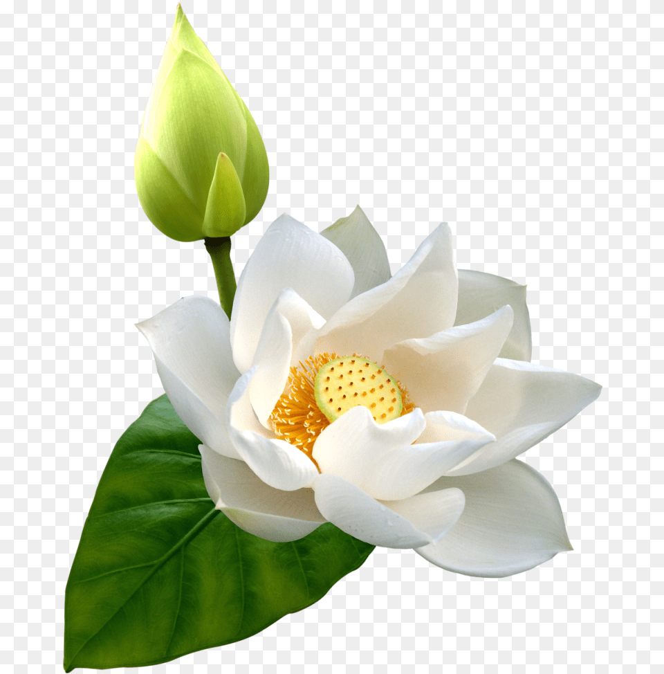 White Lotus Clip Art White Lotus Flower, Petal, Plant, Rose, Araceae Free Png