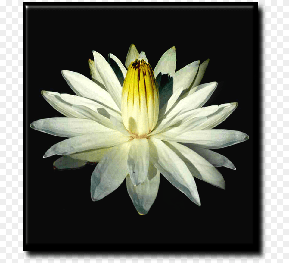 White Lotus Flower, Lily, Petal, Plant, Pond Lily Free Transparent Png